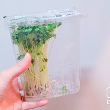 長持ち かいわれ大根の冷蔵保存方法 レシピ 作り方 By 新米幸せママ 楽天レシピ 長持ち かいわれ大根の冷蔵保存方法 レシピ 作り方 By 新米幸せママ 楽天レシピ